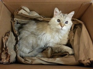 Mischka, September 2013